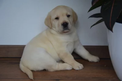 Labrador
