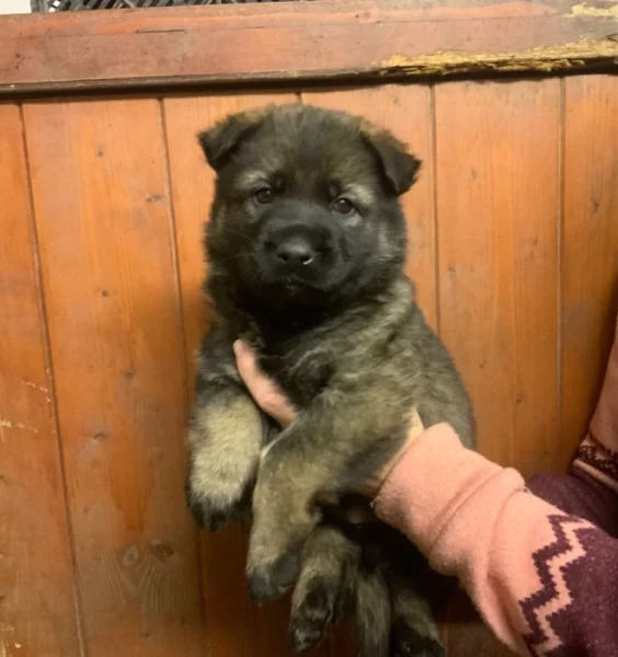 Německý ovčák - štěňata s PP