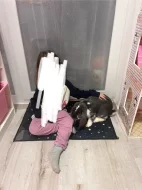 Francouzký Beran-mládě s PP