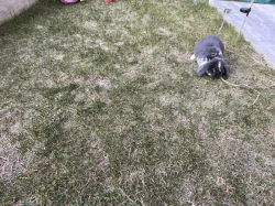 Francouzký Beran-mládě s PP