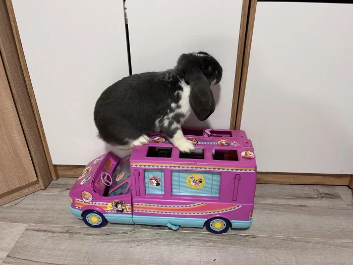 Francouzký Beran-mládě s PP