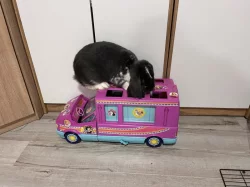 Francouzký Beran-mládě s PP