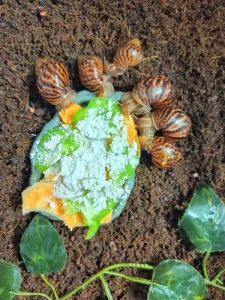 Lissachatina immaculata immaculata