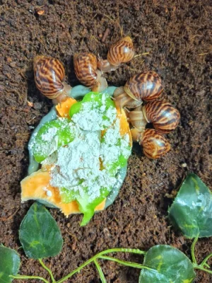 Lissachatina immaculata immaculata