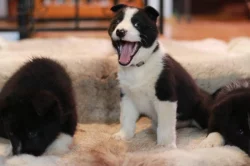 Karelský medvědí pes