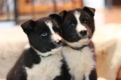 Karelský medvědí pes