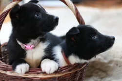 Karelský medvědí pes