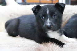 Karelský medvědí pes