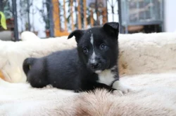 Karelský medvědí pes