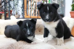 Karelský medvědí pes