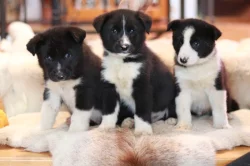 Karelský medvědí pes