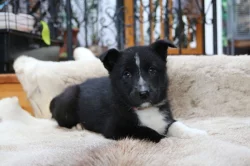 Karelský medvědí pes