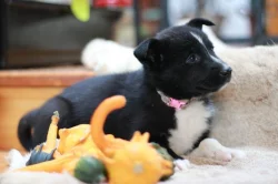 Karelský medvědí pes