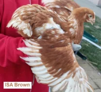 Podej slepiček 10 týdnů - ISA BROWN 🐔🐔