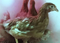 Podej slepiček 10 týdnů - ISA BROWN 🐔🐔