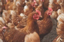 Podej slepiček 10 týdnů - ISA BROWN 🐔🐔