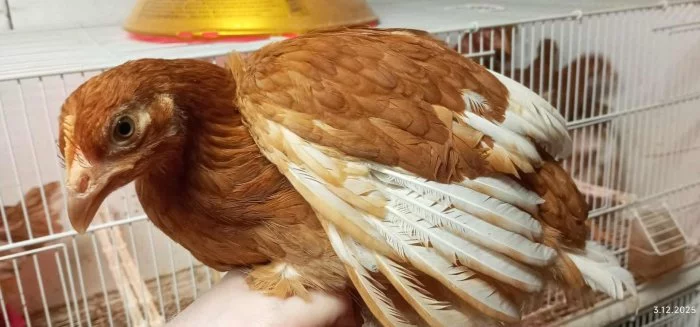 Podej slepiček 10 týdnů - ISA BROWN 🐔🐔