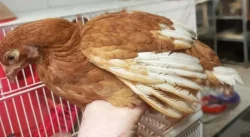 Podej slepiček 10 týdnů - ISA BROWN 🐔🐔