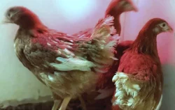 Podej slepiček 10 týdnů - ISA BROWN 🐔🐔