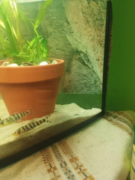 Prodám sekavky zelenopruhé