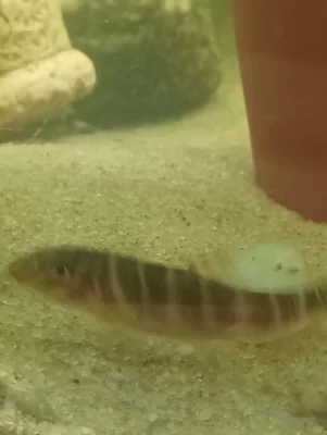 Sekavka proužkovaná