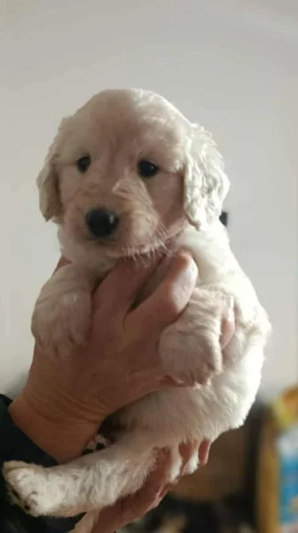 Goldendoodle