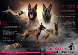 Aya - fenka belgického ovčáka malinois