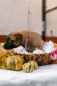 Aya - fenka belgického ovčáka malinois