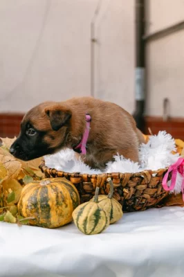 Aya - fenka belgického ovčáka malinois