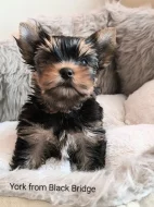 Jorkšírský teriér s PP