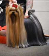 Jorkšírský teriér s PP