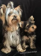 Jorkšírský teriér s PP