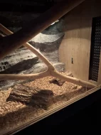 Krásná užovka červená Tessera anery