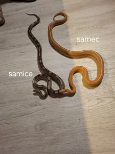 Krásné užovky červené