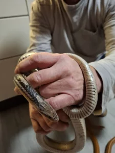 Krásná užovka červená Tessera anery