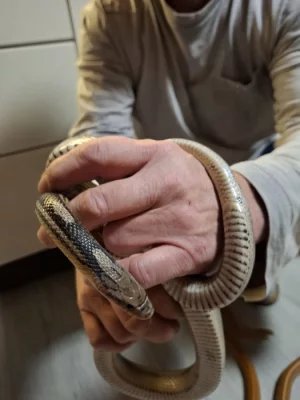 Krásná užovka červená Tessera anery