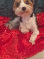 Joksir biewr tricolor