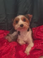 Joksir biewr tricolor