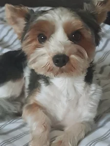 Joksir biewr tricolor