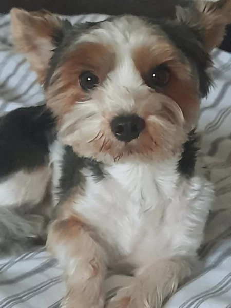 Joksir biewr tricolor