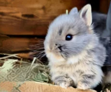 Zakrslý bilopesíkatý králiček