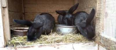 🐰🐰 Nabízíme mladé králíky na výkrm, či na chov. 🐰🐰