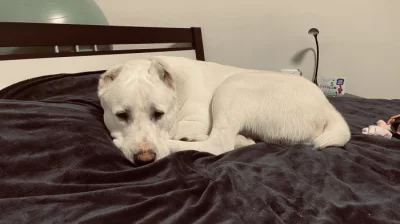 Daruji psa středoasijský pastevecký pes