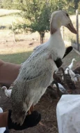 Prodej kachen PIŽMOVKA a INDICKÝ běžec 🦆🐣