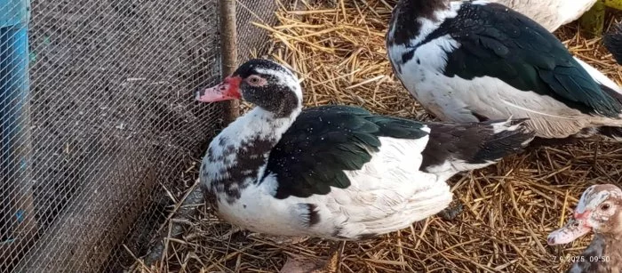 Prodej kachen PIŽMOVKA a INDICKÝ běžec 🦆🐣