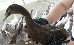 Prodej kachen PIŽMOVKA a INDICKÝ běžec 🦆🐣