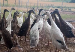 Prodej kachen PIŽMOVKA a INDICKÝ běžec 🦆🐣