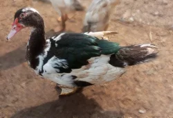 Prodej kachen PIŽMOVKA a INDICKÝ běžec 🦆🐣