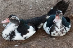 Prodej kachen PIŽMOVKA a INDICKÝ běžec 🦆🐣