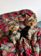 Yorkshire terriér – roztomilá štěňátka